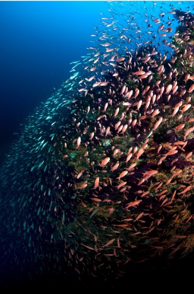 Capri Hydro Salmon –